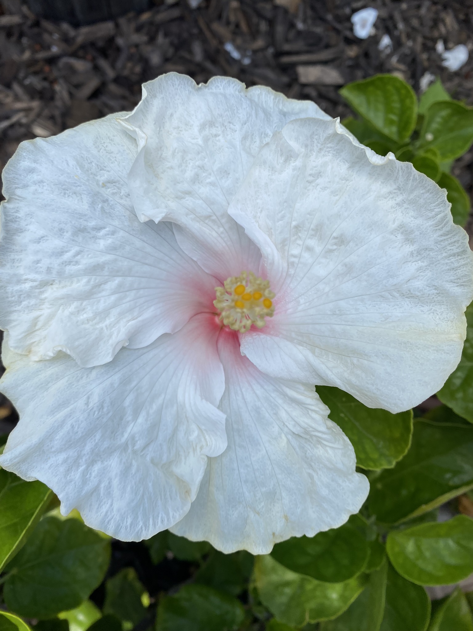 White hibiscus